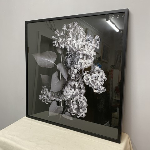 Monochrome Hydrangea Framed Photographic Print
