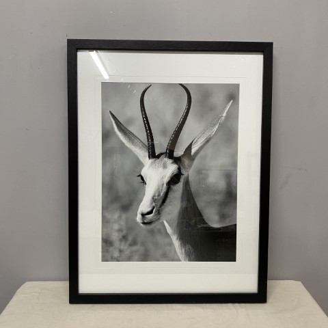 Framed Black & White Antelope Photographic Print