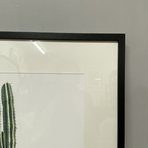 Framed Cactus Photographic Print