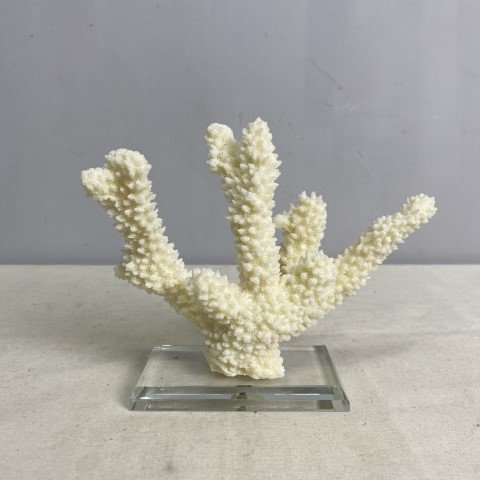 Decorative Coral