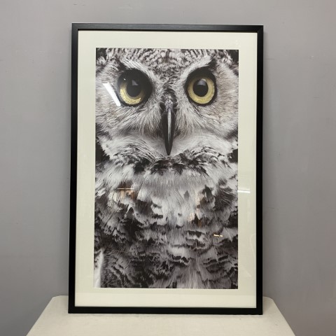 Framed Glass Owl Print