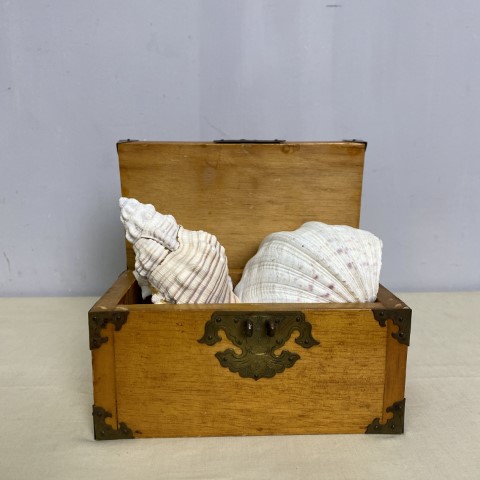 Box with Various Shells