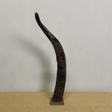 Animal Horn on Stand