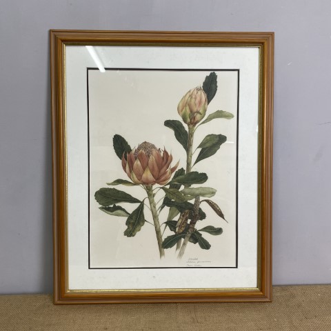 Australian Waratah Framed Print