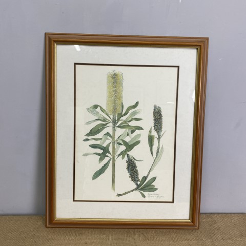 Australian Banksia Framed Print