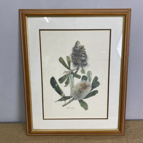 Australian Banksia Framed Print