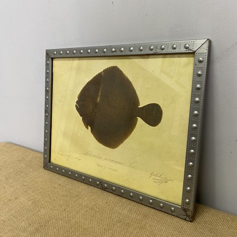 Vintage Framed Fish Print