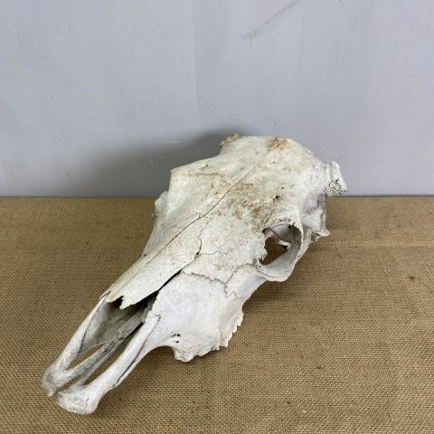 Cow Skull