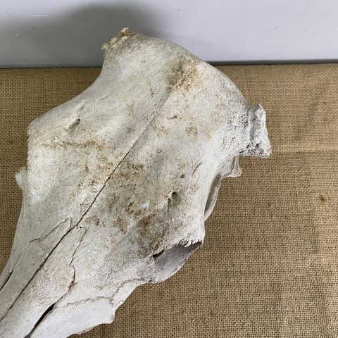 Cow Skull