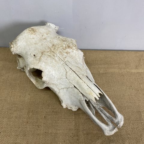 Cow Skull