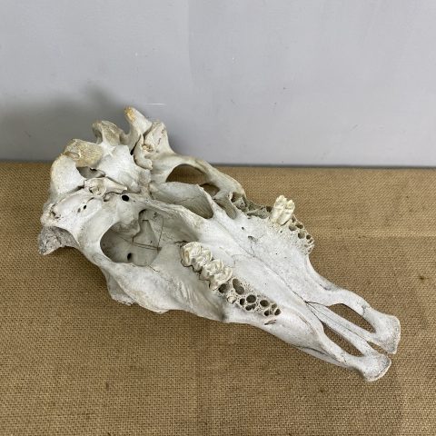 Cow Skull