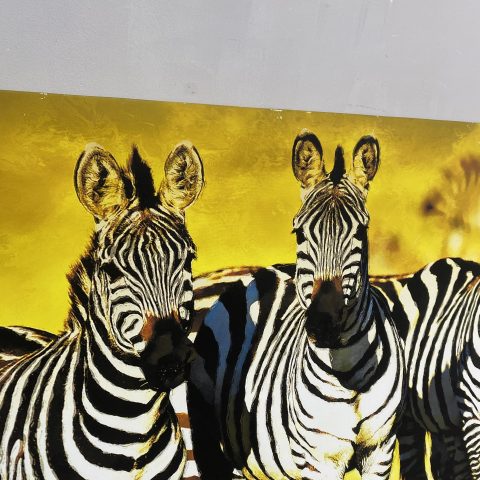 Group of Zebras Canvas Print