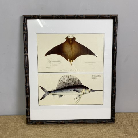 Framed Vintage Fish Illustration Print