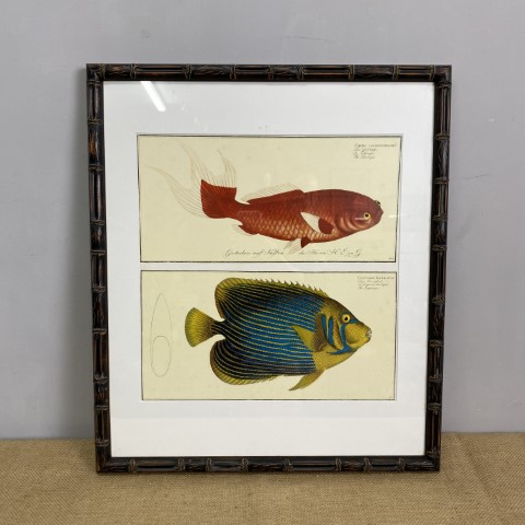 Framed Vintage Fish Illustration Print