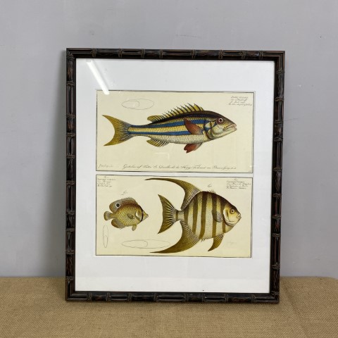 Framed Vintage Fish Illustration Print