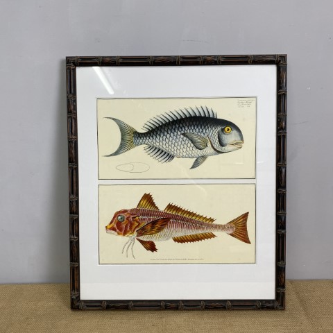 Framed Vintage Fish Illustration Print