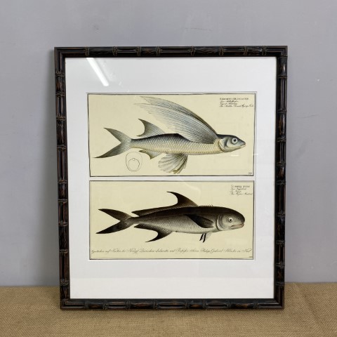 Framed Vintage Fish Illustration Print