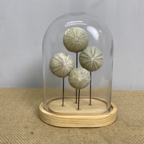 Decorative Urchin Decor - 4 urchins on stands inside a glass cloche with timber base