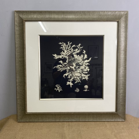 Framed Black & White Coral Illustration