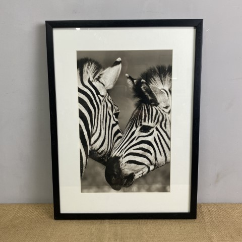 Framed Black & White Zebra Photograph