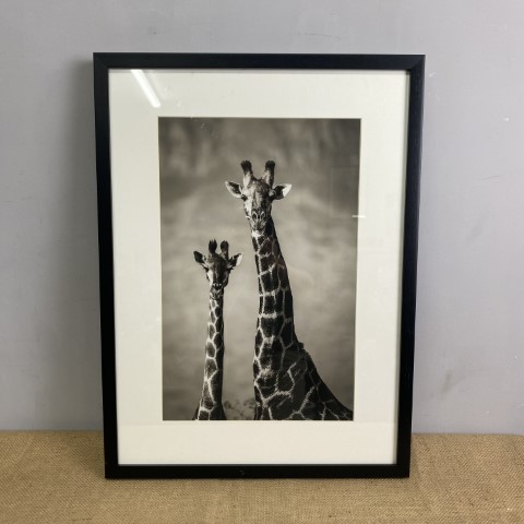 Framed Black & White Giraffe Photograph