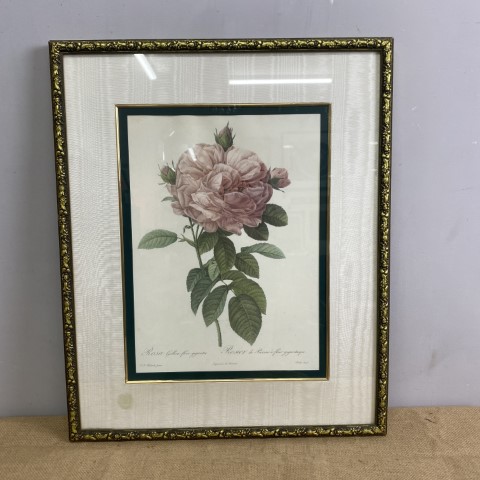 Vintage Print - "The Rose" by Pierre Joseph Redoute