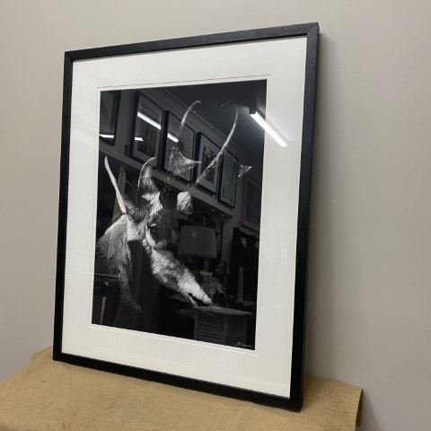 Quality Black & White Artwork of Deer