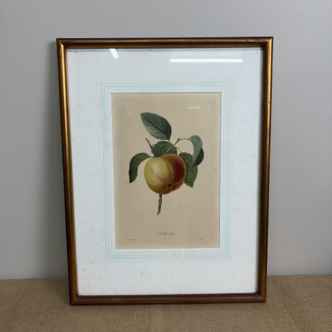 Vintage P.J. Redoute Botanical Print "Calville Blanc"