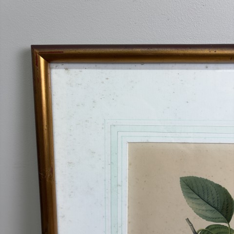 Vintage P.J. Redoute Botanical Print "Calville Blanc"