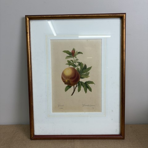 Vintage P.J. Redoute Botanical Print "Grenade"