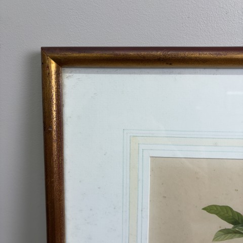 Vintage P.J. Redoute Botanical Print "Grenade"