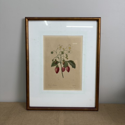 Vintage P.J. Redouté Botanical Print "Fraisier a Bouquets"