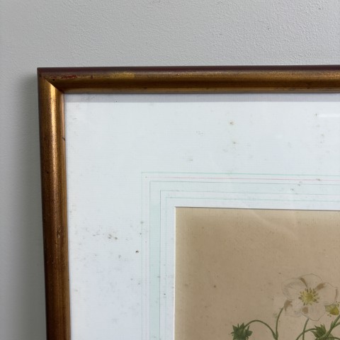 Vintage P.J. Redouté Botanical Print "Fraisier a Bouquets"