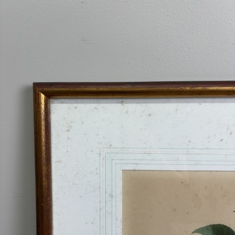 Vintage P.J. Redouté Botanical Print "Camellia Panache"