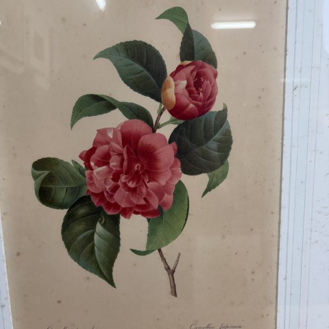 Vintage P.J. Redouté Botanical Print "Camellia Panache"