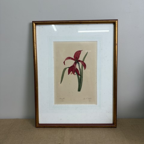 Vintage P.J. Redouté Botanical Print "Amaryllis"