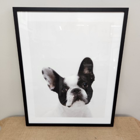 Framed Print of French Bulldog