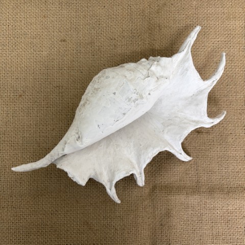 Faux Spider Conch Shell