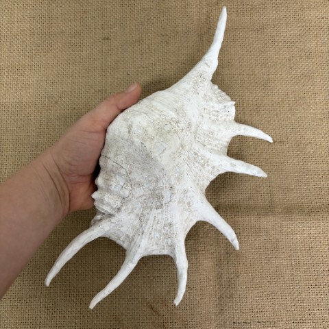 Faux Spider Conch Shell