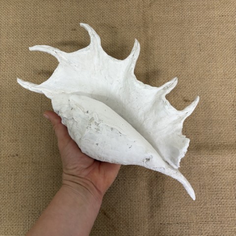 Faux Spider Conch Shell